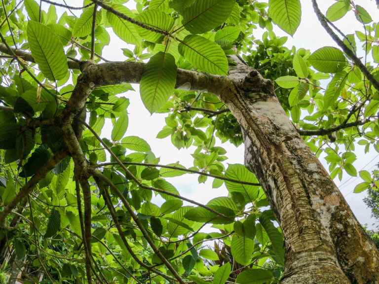 Kratom_tree