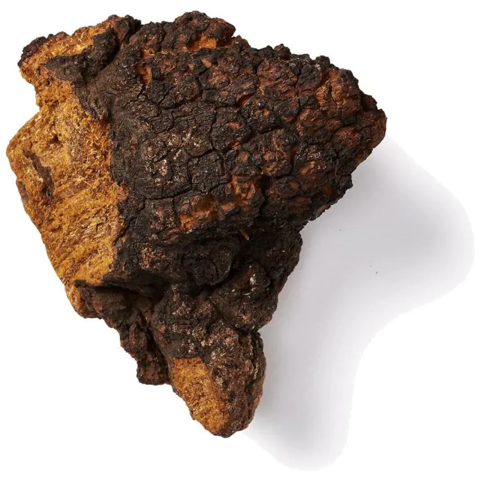 Mushrooms4Life Chaga Capsules Bio