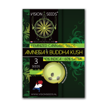 Vision Seeds Feminized Amnesia x Buddha Kush