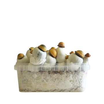 Marshmallow Shrooms Growkit