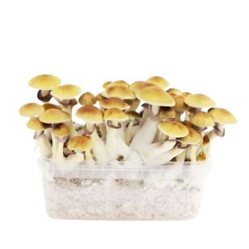 Golden Teacher Magic Mushroom Growkit