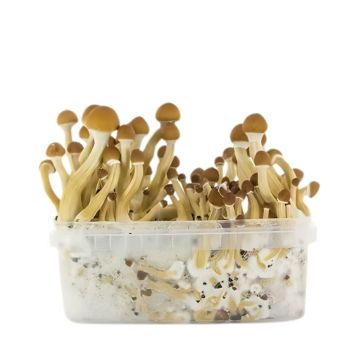 Thai Magic Mushroom Growkit