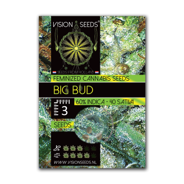 Vision Seeds Feminized Big Bud