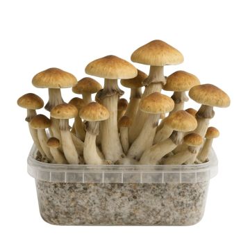 Mexican Magic Mushroom Growkit