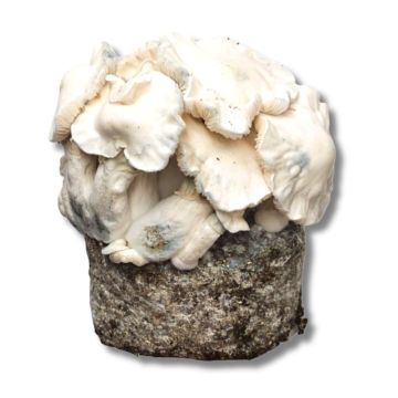 GrowMate Jack Frost Growkit