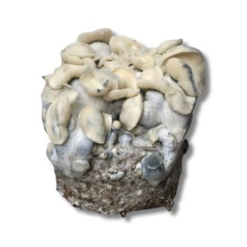 GrowMate AMPT Growkit