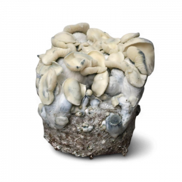 GrowMate Mac Galactic Growkit