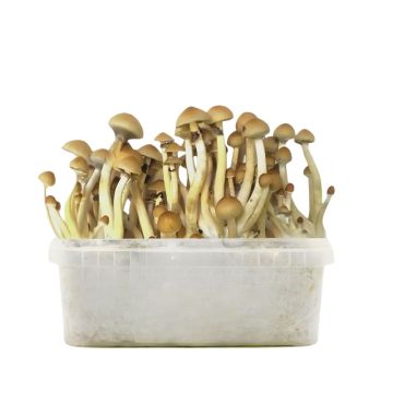 B Plus Magic Mushroom Growkit