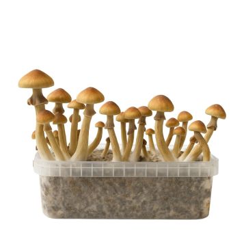 McKennaii Magic Mushroom Growkit