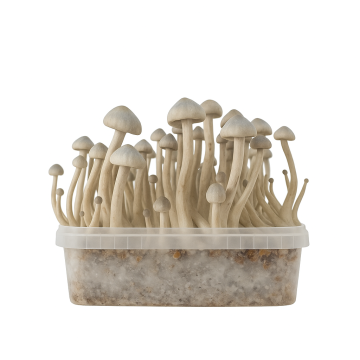 Hawaiian Magic Mushroom Growkit