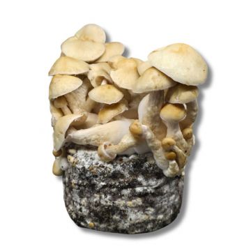 GrowMate Cascadian Teacher Growkit