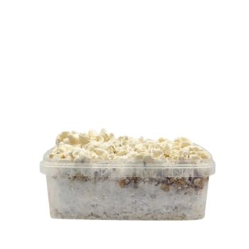 Waikiki Waves Growkit