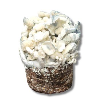 GrowMate True Albino Teacher Growkit