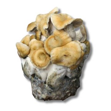 GrowMate HillBilly Pumpkin Growkit