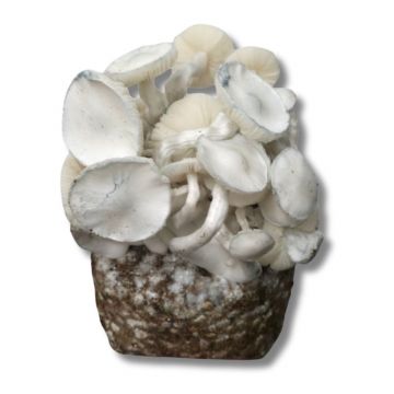 GrowMate Leucistic JMF Growkit