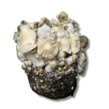 GrowMate WhiteBilly Growkit